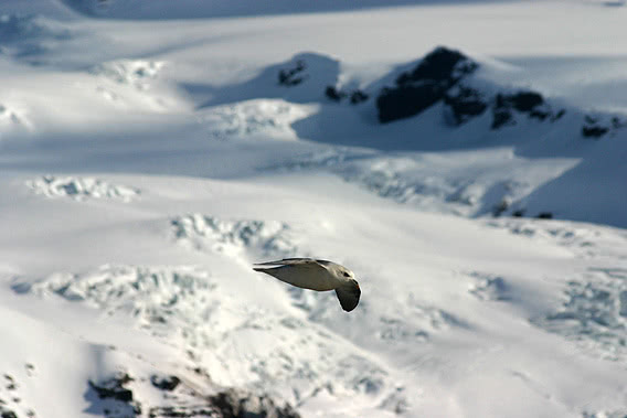 Beerenberg, Jan Mayen